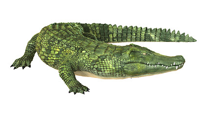 Image showing Crocodile