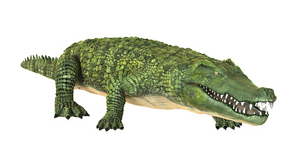 Image showing Crocodile