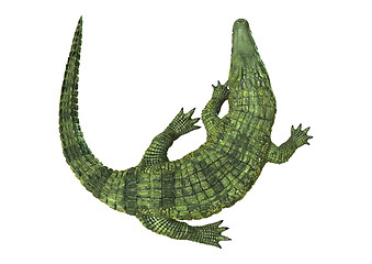 Image showing Crocodile