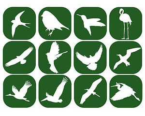 Image showing birds in the green squares