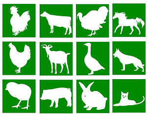 Image showing domestic animals in the green squares 