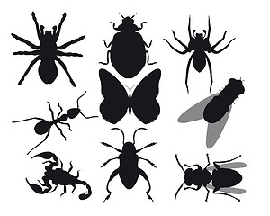 Image showing Insects