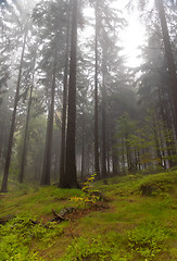 Image showing Autumn forest