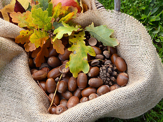 Image showing Rustic basket with fall oak leaves and acorns