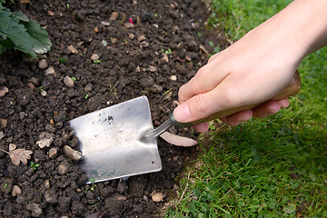 Image showing Woman using hand trowel to dig