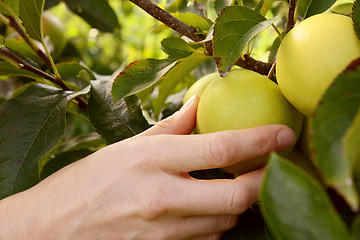 Image showing Picking a green apple from the branch