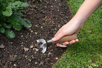 Image showing Woman digs into the dirt with a hand fork 