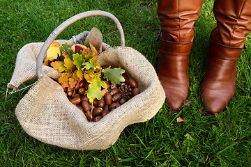 Image showing Basket of acorns and oak leaves next to brown boots