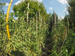 Image showing Vegetable garden