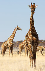 Image showing Group of giraffes