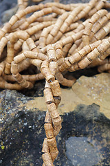 Image showing Sculpture by the Sea - Twist of Fate