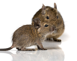 Image showing cute small baby rodent degu pet with its mom