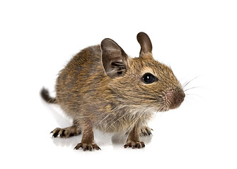 Image showing cute small baby rodent degu pet