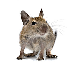 Image showing cute small baby rodent degu pet