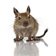 Image showing cute small baby rodent degu pet