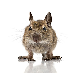 Image showing cute small baby rodent degu pet closeup