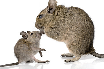 Image showing cute small baby rodent degu pet with its mom