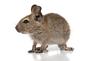 Image showing cute small baby rodent degu pet