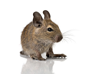 Image showing cute small baby rodent degu pet