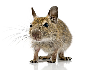 Image showing cute small baby rodent degu pet