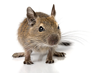 Image showing cute small baby rodent degu pet closeup