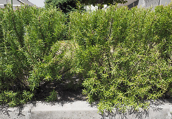 Image showing Rosemary plant