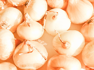 Image showing Retro looking Onions