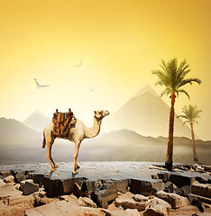 Image showing Camel and birds