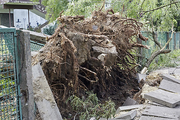 Image showing Fallen tree in park