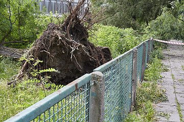 Image showing Fallen tree