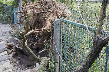 Image showing Fallen tree in park