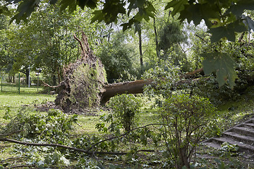 Image showing Fallen tree in park