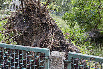 Image showing Fallen tree in park