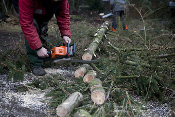 Image showing sawing tree