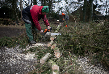 Image showing Sawing firewood