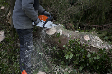 Image showing Tree trunk is split