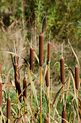 Image showing Reed piston in the grass