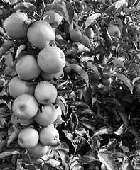 Image showing Bough full of apples 