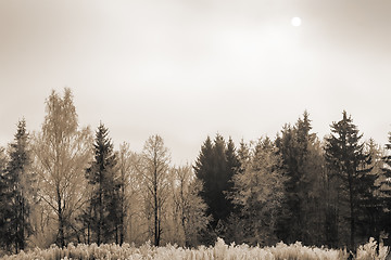 Image showing Winter landscape: trees in the frost.