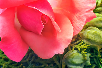 Image showing Beautiful blooming rose on a background of green leaves