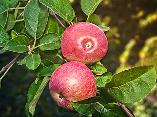 Image showing Appetizing ripe apples on a tree branch.