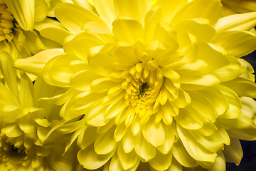 Image showing Beautiful flower yellow chrysanthemums.