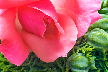 Image showing Beautiful blooming rose on a background of green leaves