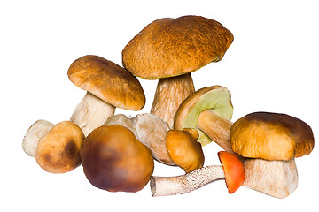 Image showing Beautiful mushrooms on a white background.
