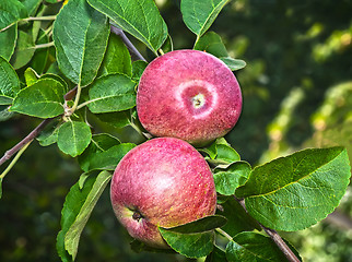 Image showing Appetizing ripe apples on a tree branch.