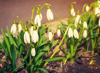 Image showing Snowdrops - the first spring flowers.