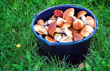 Image showing Mushrooms in a bucket in a forest glade.
