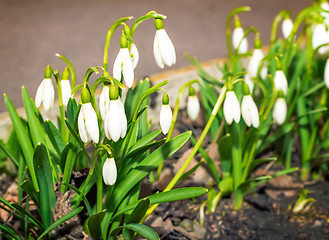 Image showing Snowdrops - the first spring flowers.