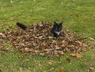Image showing Autumn kitten