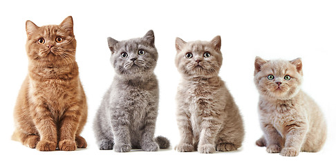 Image showing various british kittens